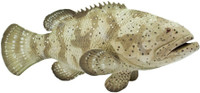 Safari Ltd Ic Goliath Grouper(Multicolor)